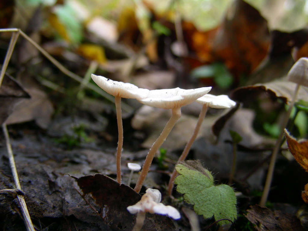 Collybia cookei. Scheda fotografica